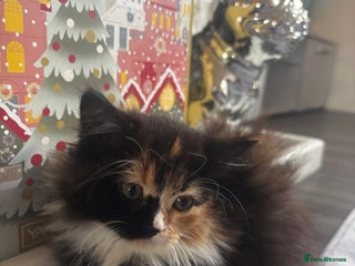 Maine Coon cats Extra Fluffy Kittens🩷 - Advert 3