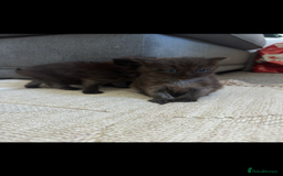 Maine Coon cats for sale: Maine coon x ragdoll kittens - Image 3