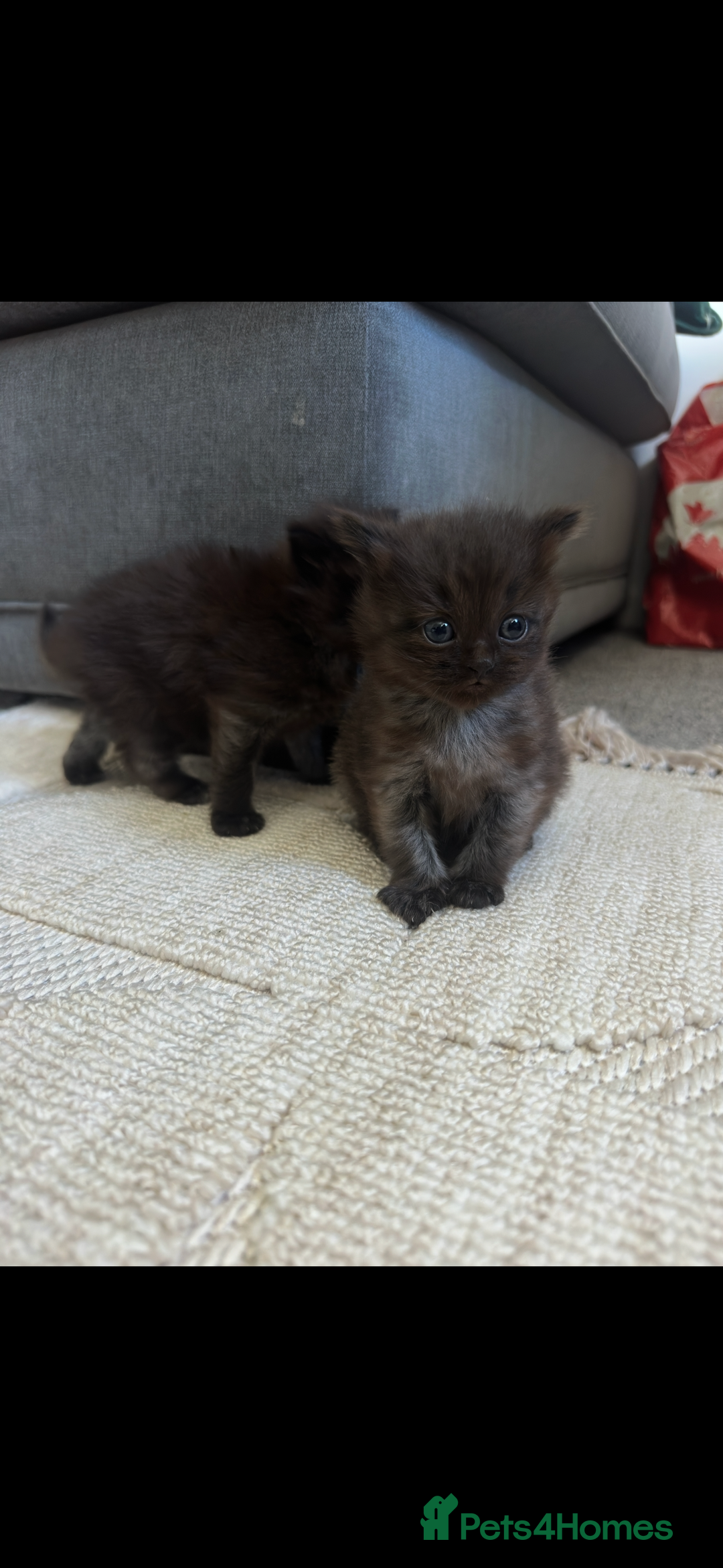 Maine Coon cats for sale: Maine coon x ragdoll kittens - Image 3