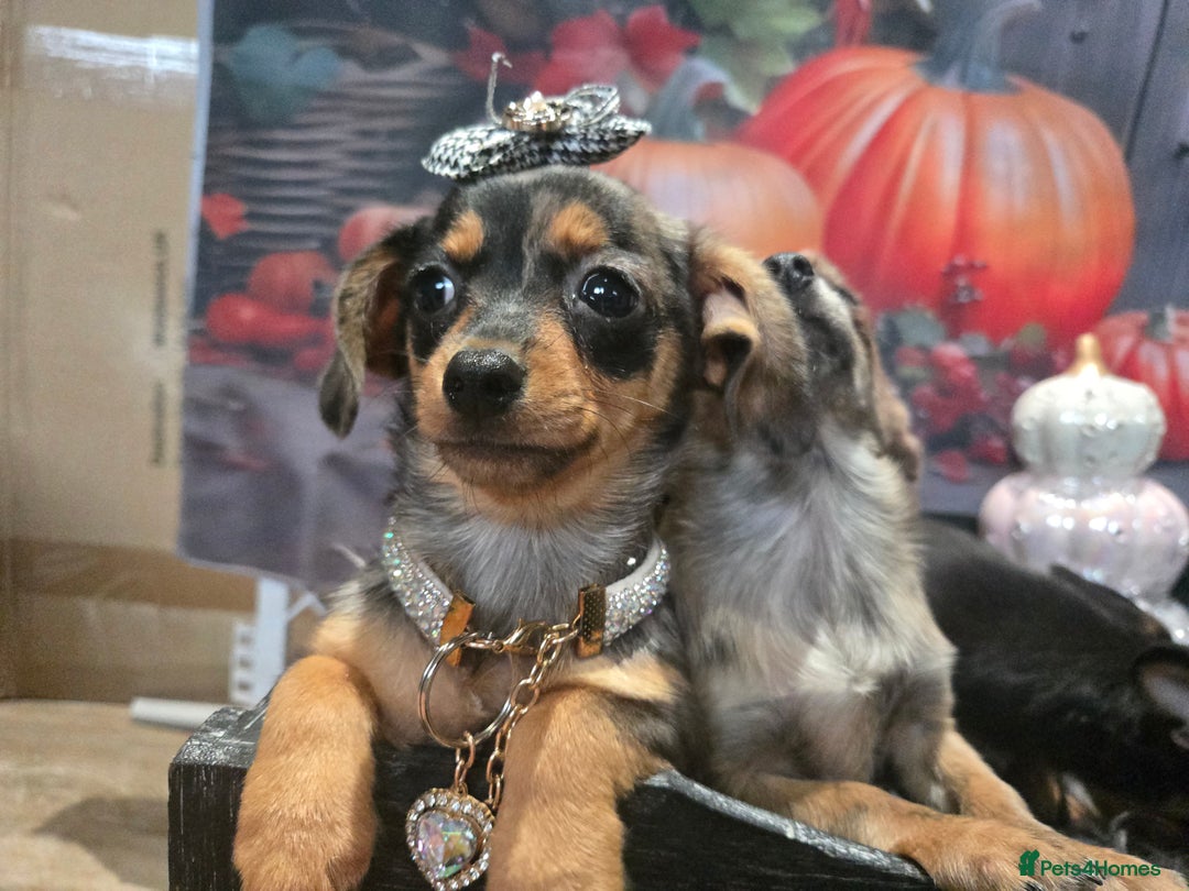 Mixed Breed dogs for sale: Pomweenies 💕💕 - Image 24