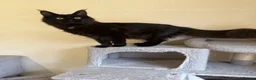 Maine Coon cats for sale: GCCF Maine coon Russian Import line👑 - Advert 12