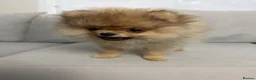 Pomeranian dogs for sale: Show Class MINI TOY POMERANIAN puppies for sale! - Advert 13
