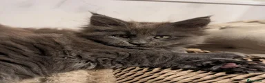 Elvis Purrsley 