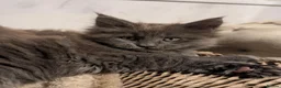 Maine Coon cats for sale: 4 Tica pedigree Maine coon kittens - Advert 11