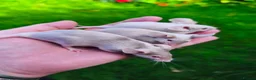 Mouse rodents for sale: Beautiful female mice in many colours  - Advert 6