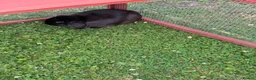 English Lop rabbits for sale: Beautiful female black rabbit  - Advert 6