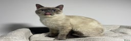 British Shorthair cats for sale: White british shorthair GIRL with blue eyes - Advert 11