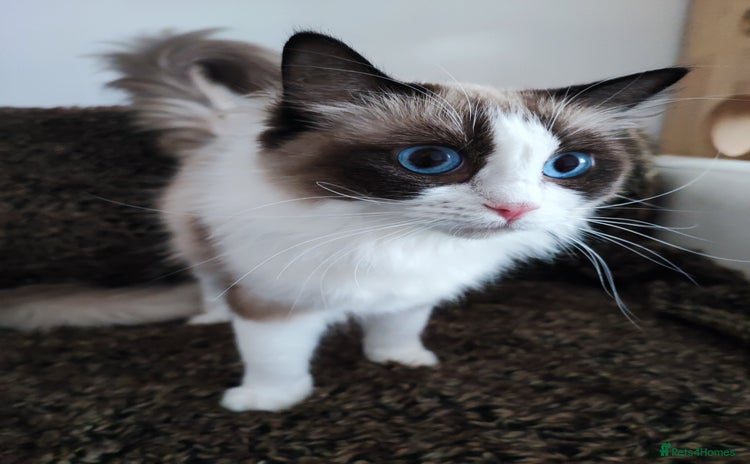 Ragdoll cats - Advert 8