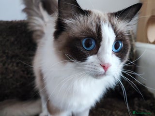 Ragdoll cats - Advert 6