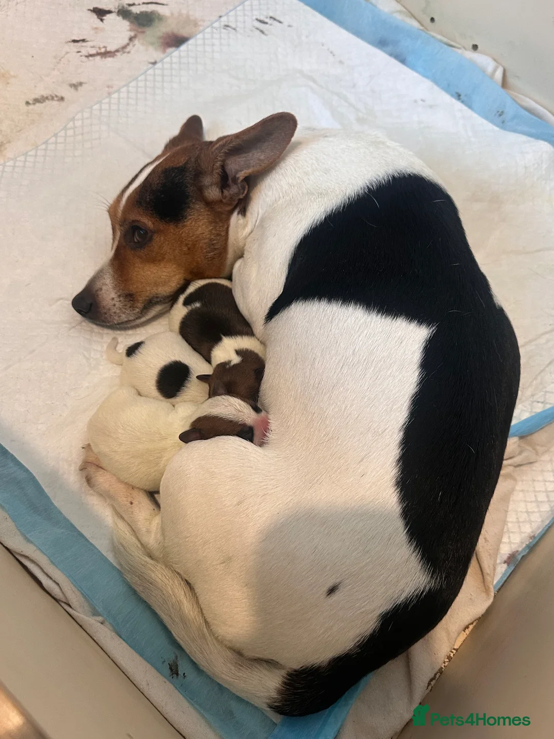 Jack Russell dogs for sale: Three lovely short legged Jack Russel puppies  - Advert 2