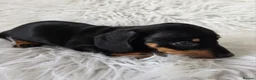 Miniature Dachshund dogs for sale: kc reg, pra clear daxi pups. 5* licensed breeder  - Advert 15