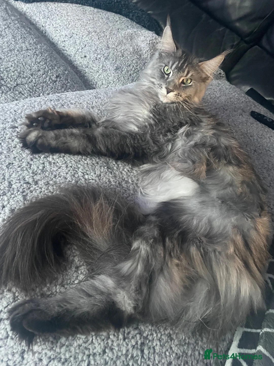 Maine Coon cats for sale: Storm in Abingdon - Advert 1