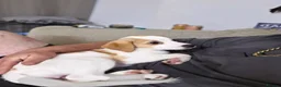 Jack Russell dogs for sale: 14 week old jack russell - Advert 3