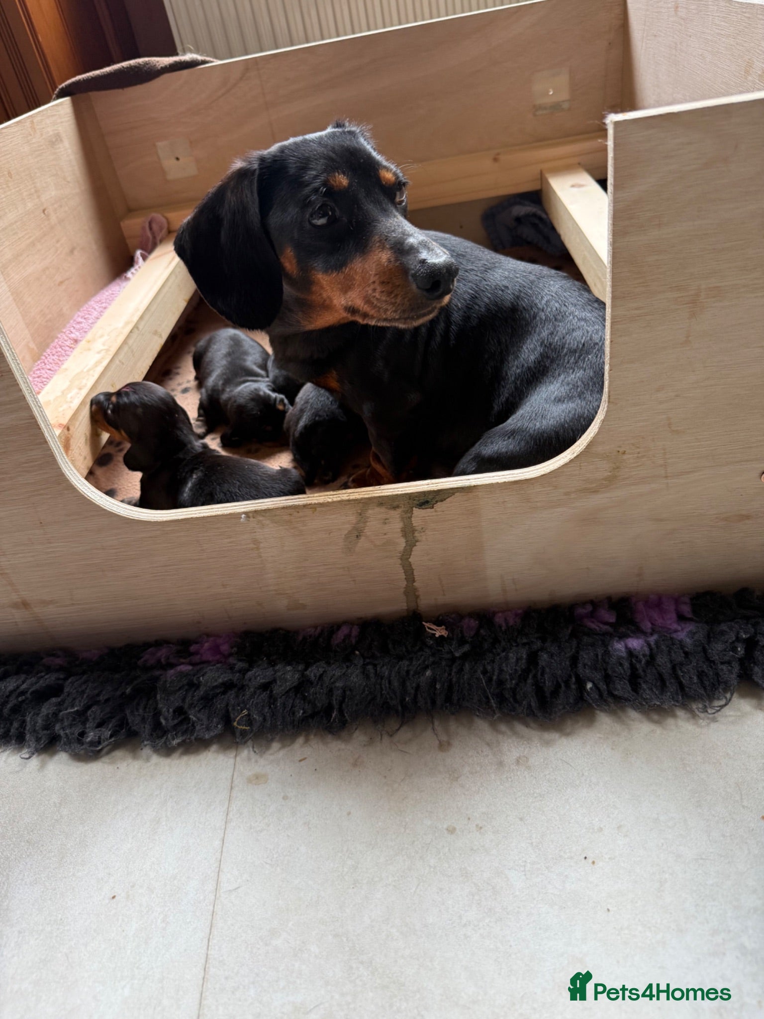Miniature Dachshund dogs 8 smooth haired miniature dachshund puppies - Advert 2