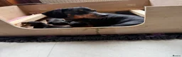 Miniature Dachshund dogs for sale: 8 smooth haired miniature dachshund puppies in Blairgowrie - Advert 2