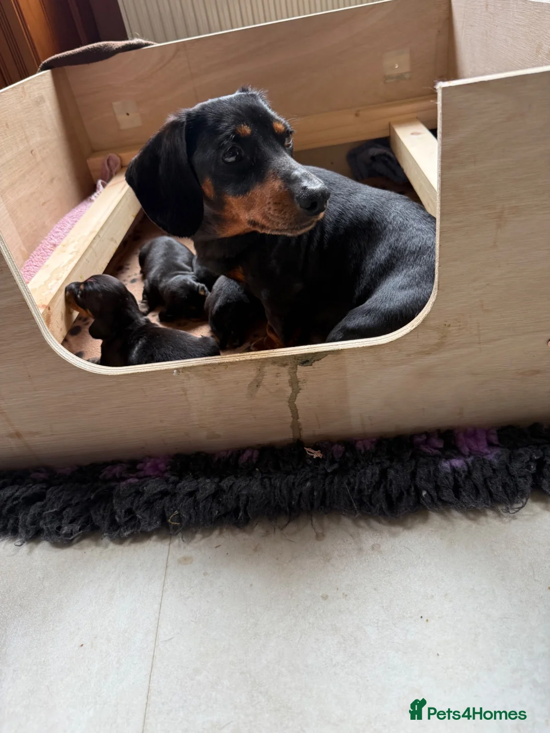 Miniature Dachshund dogs for sale: 8 smooth haired miniature dachshund puppies in Blairgowrie - Advert 2