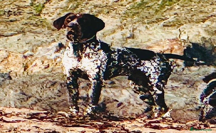 German Shorthaired Pointer dogs in Bracknell - Advert 3