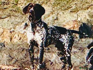 German Shorthaired Pointer dogs in Bracknell - Advert 20