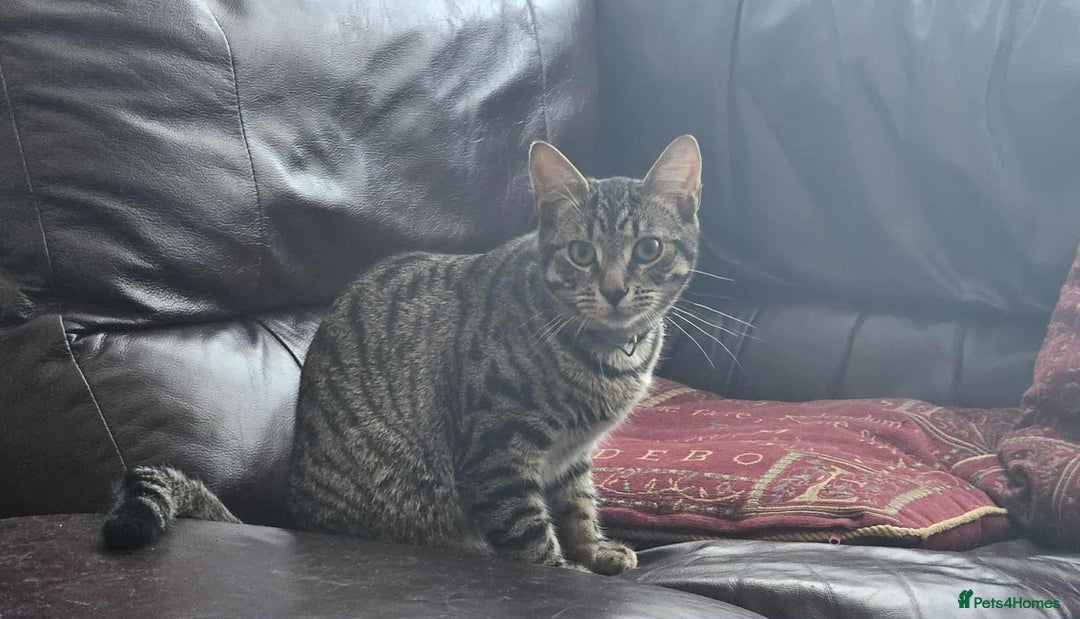 British Shorthair cats for sale: Two male tabby kittens  - Image 2