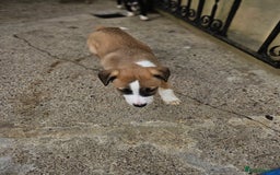 Mixed Breed dogs for sale: Lurcher puppies for sale - Image 1