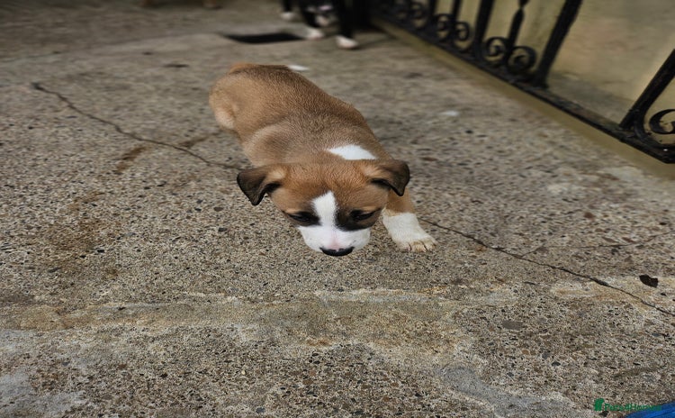 Mixed Breed dogs - Advert 2
