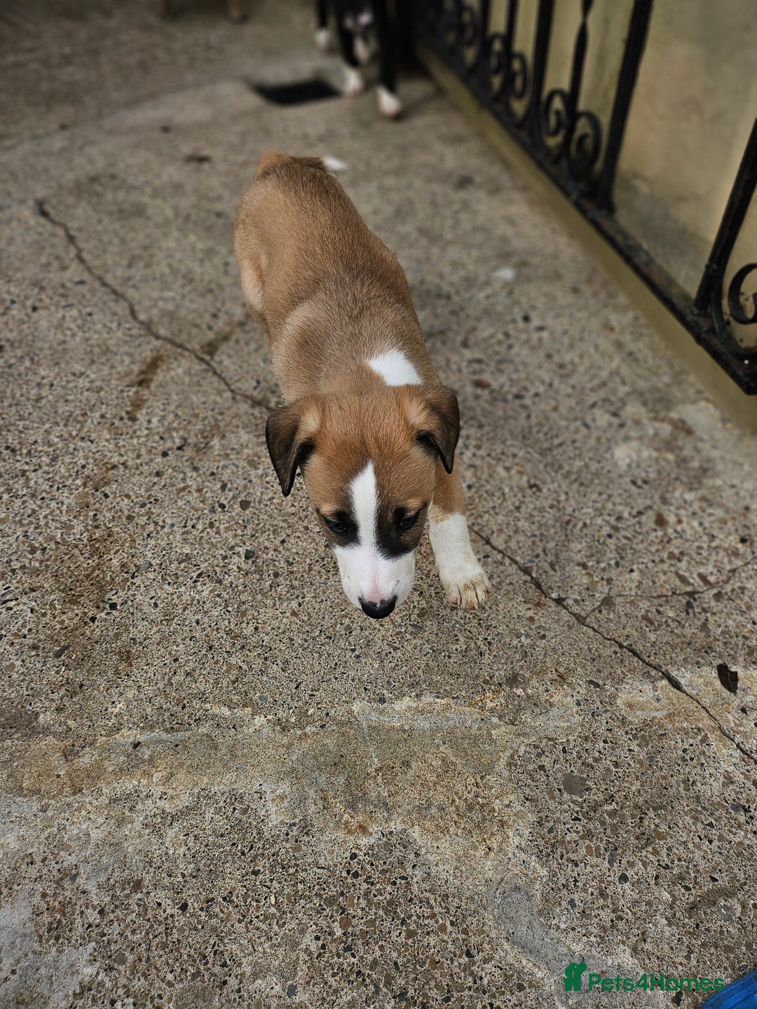 Mixed Breed dogs for sale: Lurcher puppies for sale - Image 1