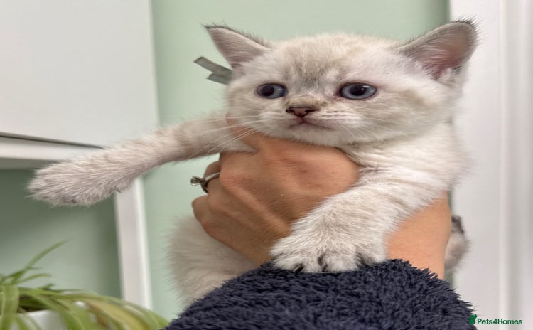 British Shorthair cats - Advert 4