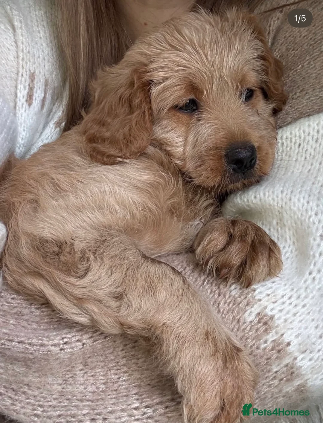 Cavapoo dogs for sale: Cavapoo female pup 8 weeks  in Bridgend - Advert 1