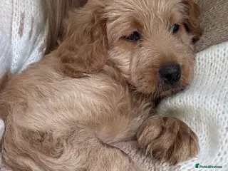 Cavapoo dogs Cavapoo female pup 8 weeks in Bridgend - Advert 1