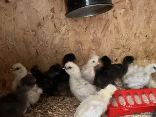 Chickens poultry Chicks, pullets, cockerels - Advert 13