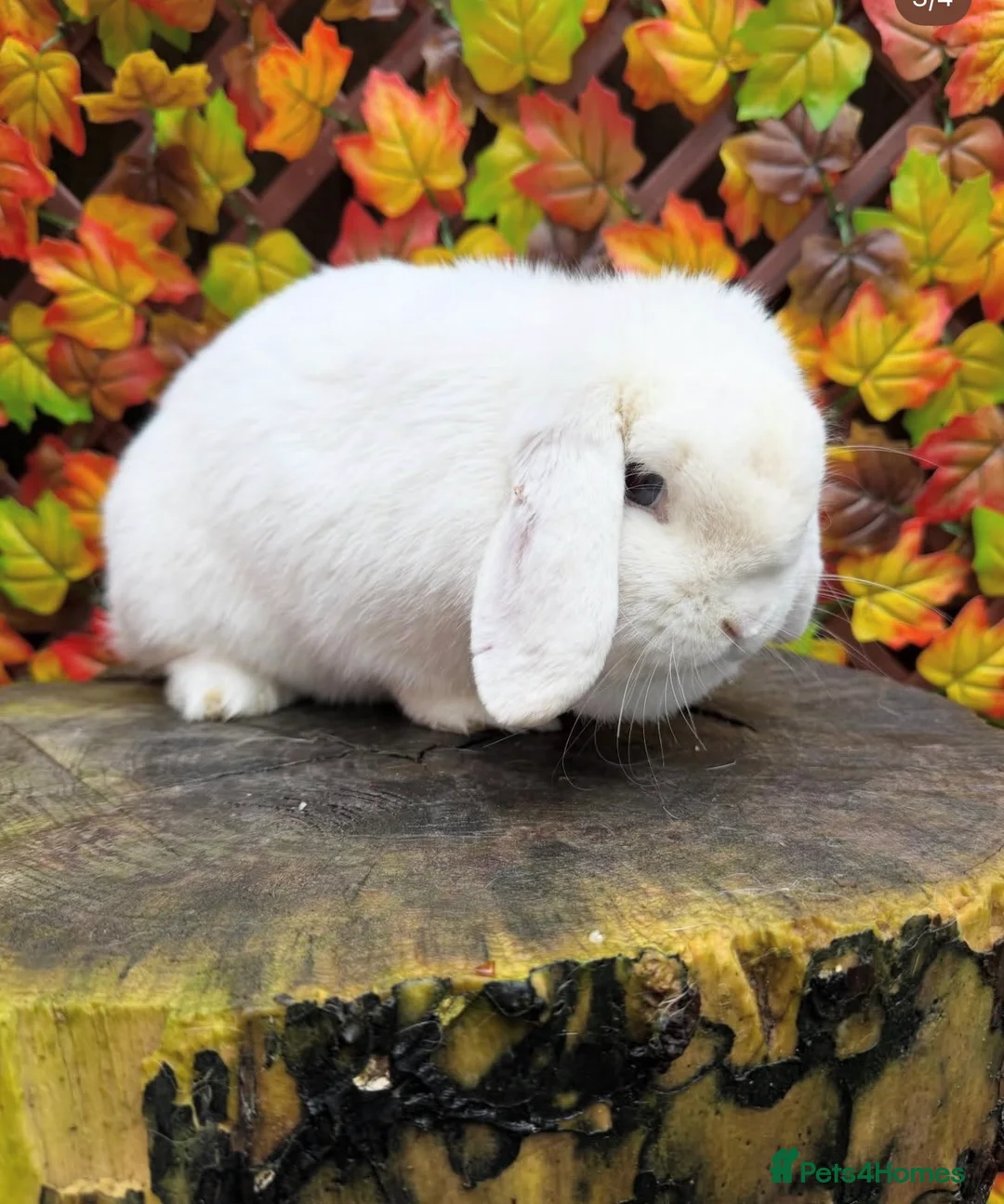 Mini Lop rabbits for sale: Mini lop does  - Advert 2