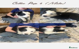 Border Collie dogs for sale: 5 Border Collie Pups  - Image 6