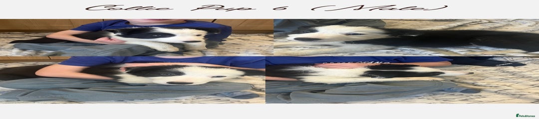 Border Collie Puppy 6