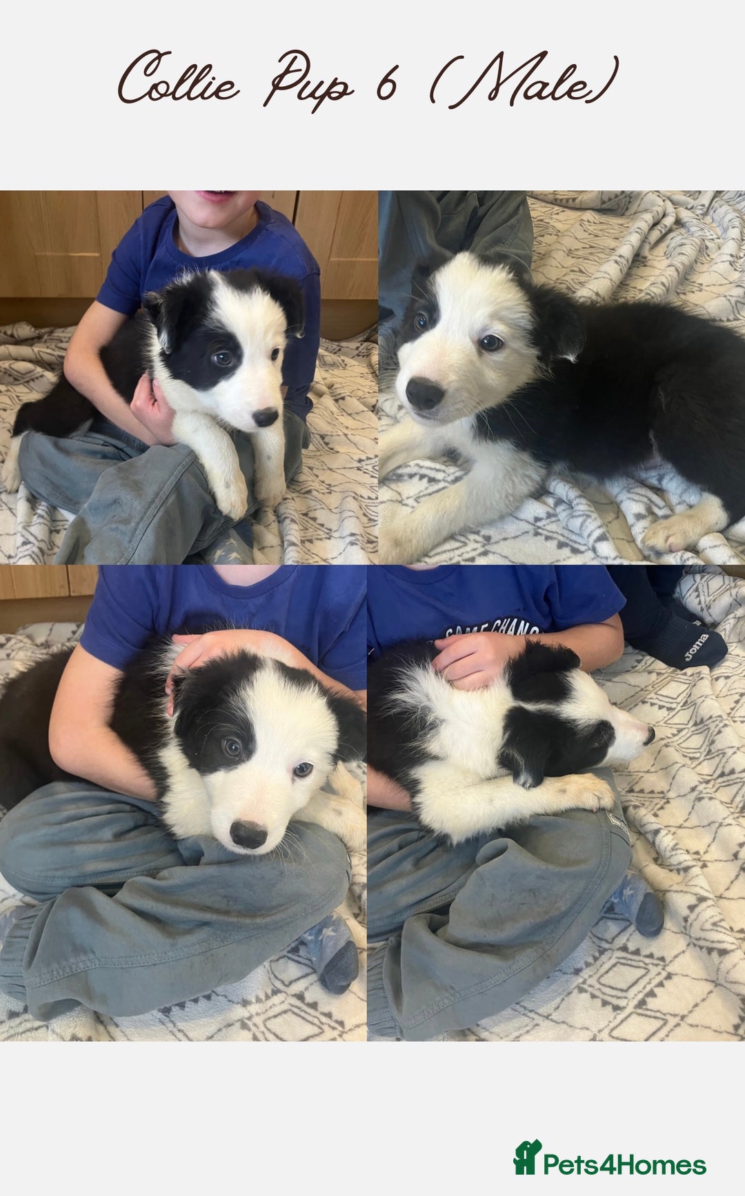 Border Collie dogs for sale: 5 Border Collie Pups  - Image 6