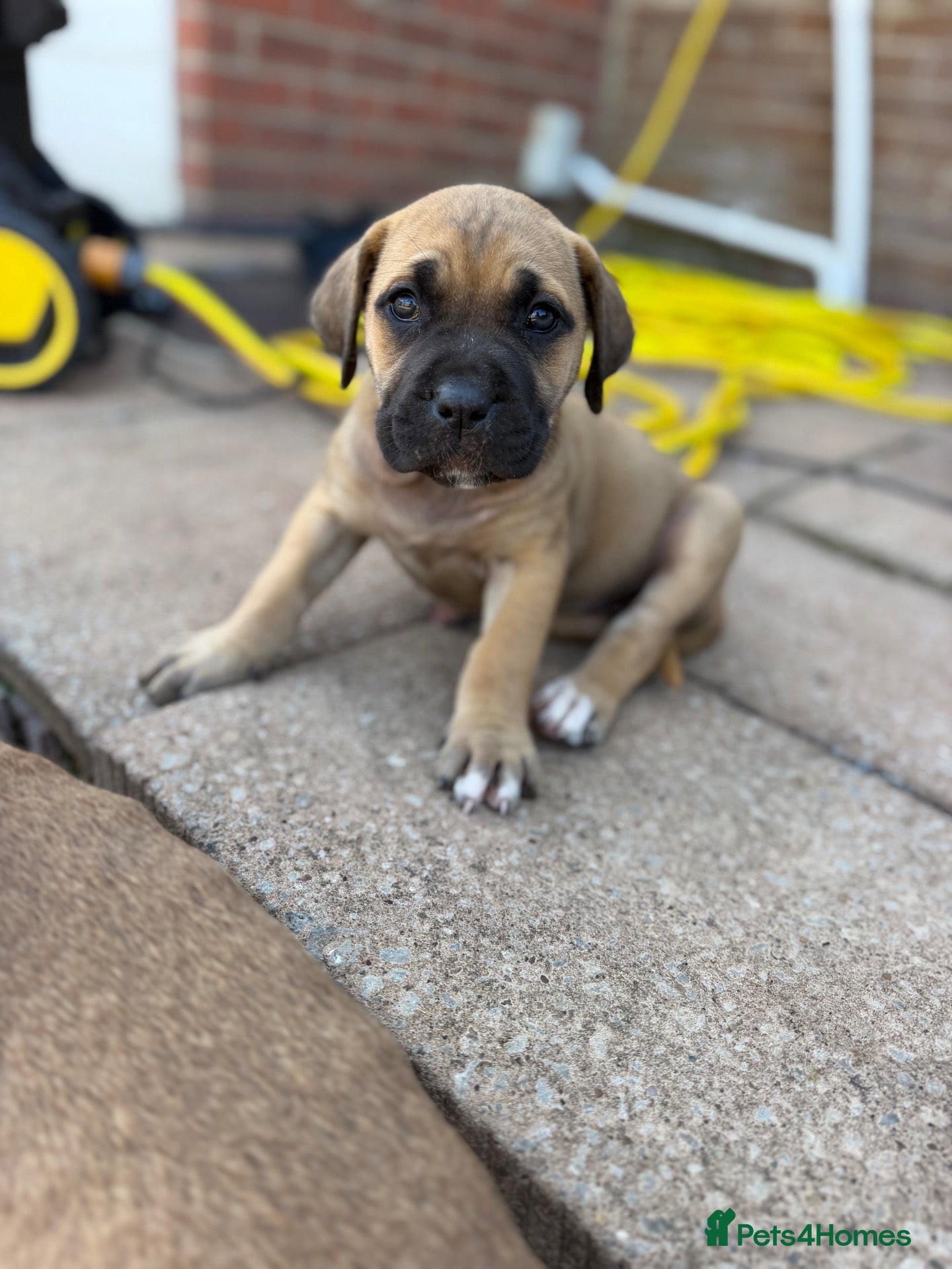 Mixed Breed dogs Cane corso x Presa canario pups  - Advert 1