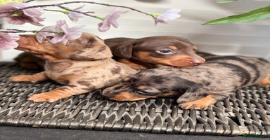 Miniature Dachshund dogs - Advert 4