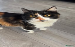 Mixed Breed cats for sale: 3 cats for sale! - Image 3