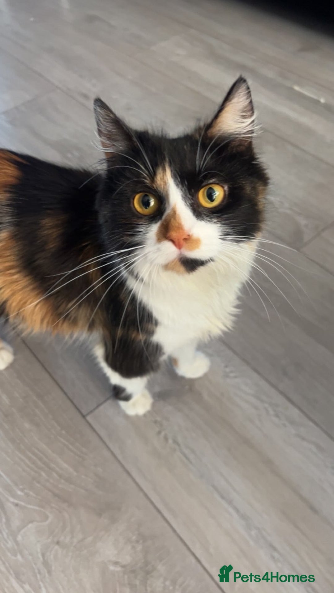 Mixed Breed cats for sale: 3 cats for sale! - Image 3