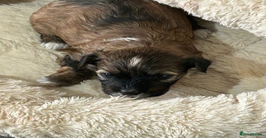 Havanese dogs Full Breed Havanese - Advert 4