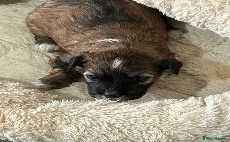 Havanese dogs Full Breed Havanese - Advert 3