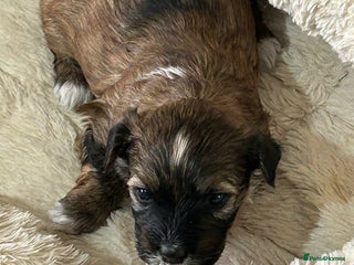 Havanese dogs Full Breed Havanese - Advert 3