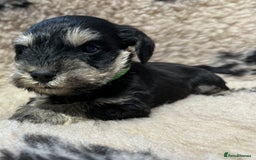 Miniature Schnauzer dogs for sale: Beautiful miniature schnauzers pups - Image 5