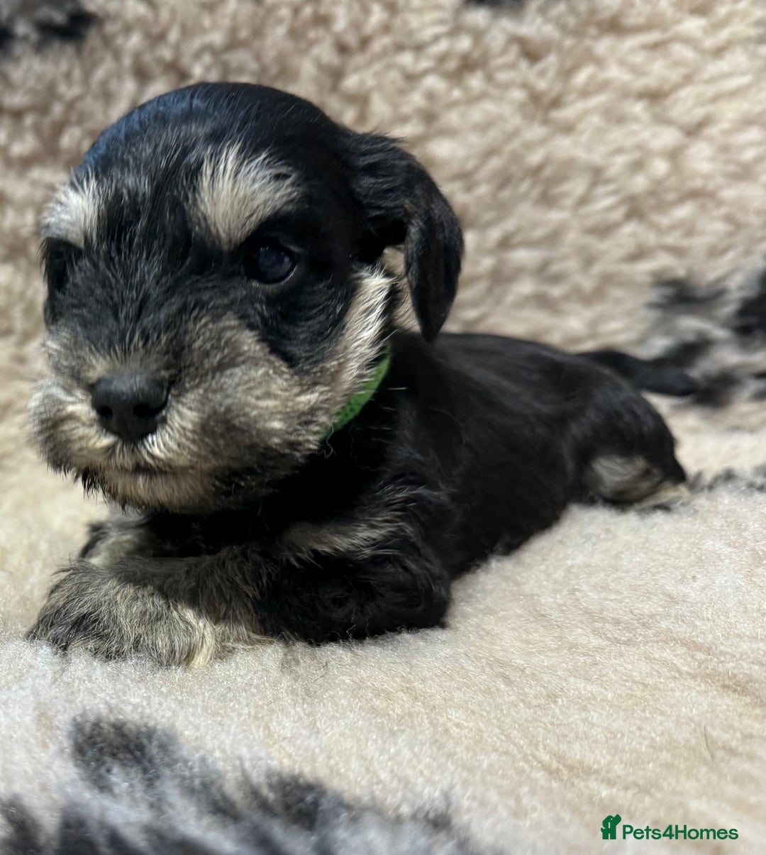 Miniature Schnauzer dogs for sale: Beautiful miniature schnauzers pups - Image 5