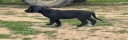 Mixed Breed dogs for sale: Beautiful boy ready to leave now. - Advert 2