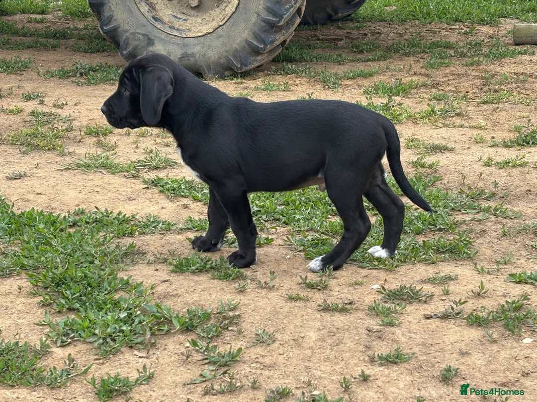 Mixed Breed dogs for sale: Beautiful boy ready to leave now. - Advert 2