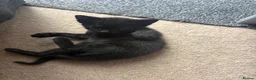 Mixed Breed cats for sale: Kittens  - Advert 6