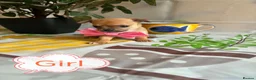 Chihuahua dogs for sale: Chihuahua puppies - Advert 10