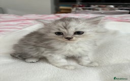 Persian cats for sale: Silver tipped chinchilla Persian/British shorthair - Image 6