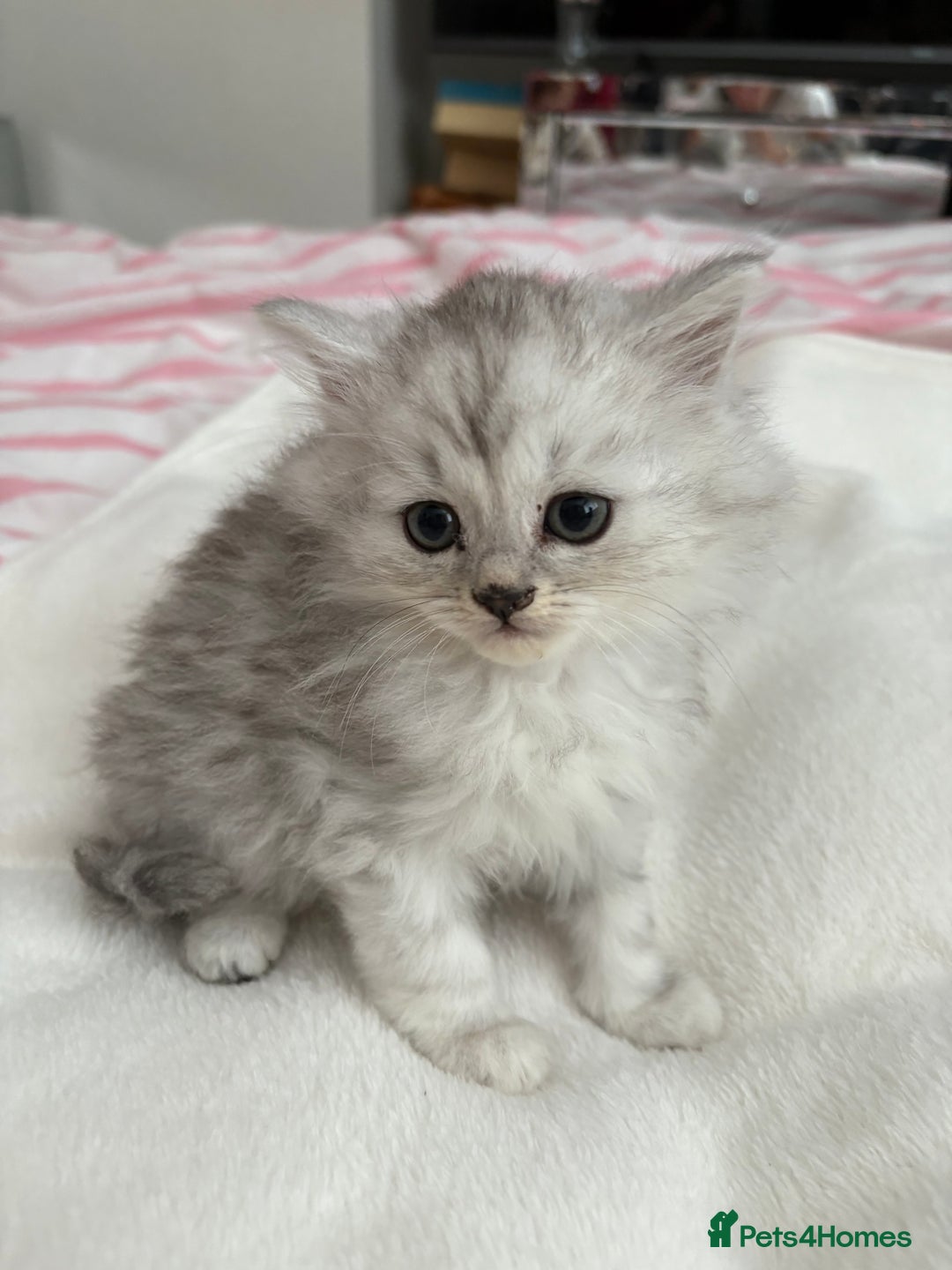 Persian cats for sale: Silver tipped chinchilla Persian/British shorthair - Image 6