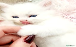 Siberian cats for sale: Siberian kittens are looking for a forever home🌹 - Image 8